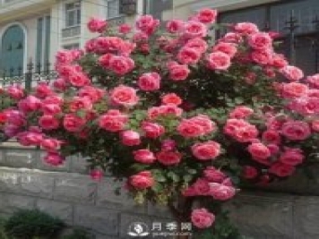 青島路邊月季美化，月季花比拳頭大，原來(lái)是樹(shù)狀月季
