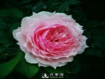 藤本月季威基伍德 萌萌瞬間秒殺所有人