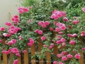 推薦花友必養的5大藤本月季和5大灌木月季品種，花美好養