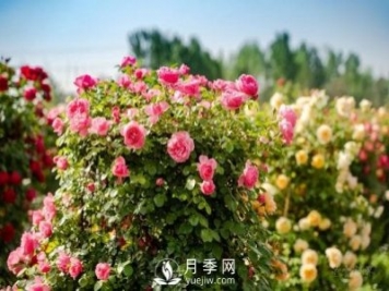 四川南充月季花海迎來(lái)1000㎡粉色沙灘，4月3日浪漫迎客