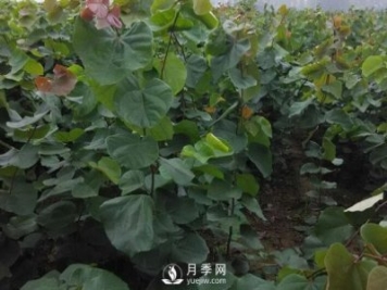 巨紫荊種植基地講述它的生態(tài)習性以及園林用途