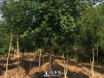 移植優(yōu)質(zhì)五角楓的訣竅你了解嗎？
