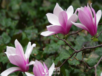 紅玉蘭的樹(shù)種植養護方法是什么呢？