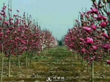 紅玉蘭樹(shù)的經(jīng)濟價(jià)值表現在哪些地方，你了解過(guò)嗎？