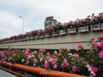 上海城市高架變“花路”，這些月季進(jìn)入盛花期啦！