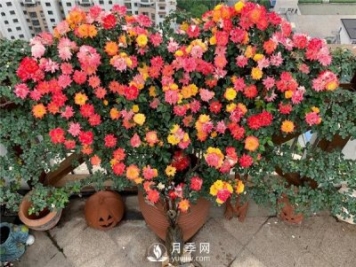 藤彩虹月季的優(yōu)缺點(diǎn)是什么？