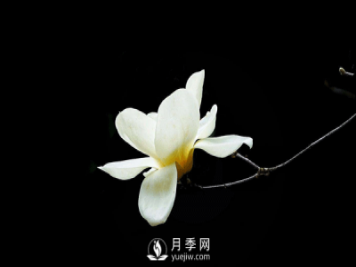 盆栽種植白玉蘭，這幾項不能忽視