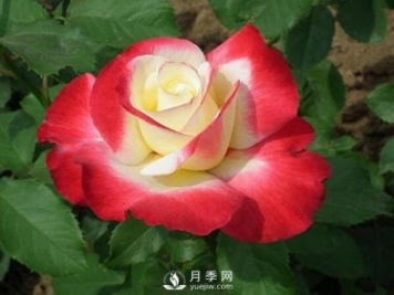 藤本月季在綠化景觀(guān)中的創(chuàng  )意運用