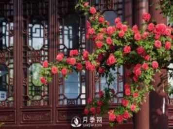 你知道南陽(yáng)為啥被稱(chēng)為世界月季名城嗎？