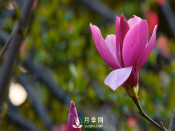 苗木基地詳解栽種二喬玉蘭時(shí)一定要注意這些細節才能提高存活率