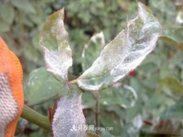 月季得了白粉病怎么辦？這些方法防治有效