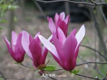 紫玉蘭和白玉蘭的區別及分辨方法