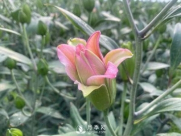 浙江成功引種玫瑰百合，它究竟是月季，還是百合？