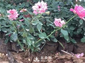 盆栽小月季花如何養殖