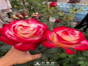 紅雙喜月季，盆栽花卉新寵，香飄滿(mǎn)室，四季有花看