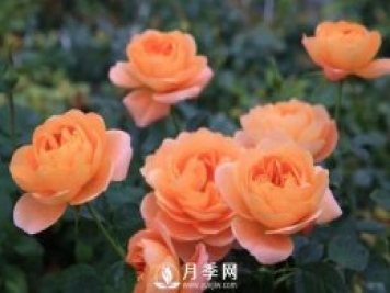 月季萌發(fā)新枝時(shí)，應該如何施肥