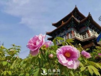 能否把牡丹確定為國花？全國人大代表連續4年提建議