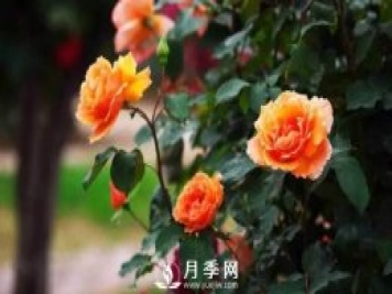 想要月季春天開(kāi)的好 施肥不能馬虎