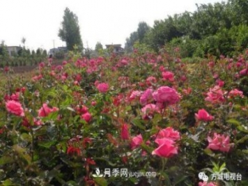 方城縣券橋鎮：發(fā)展月季苗木產(chǎn)業(yè)，助力致富鄉村振興