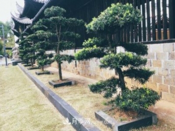 羅漢松成為院子中的香餑餑，好看又吉祥