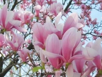 開(kāi)封：玉蘭花開(kāi)，燦爛綻放