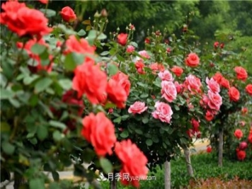 2021年月季人的狀態(tài)：面對復雜，保持歡喜