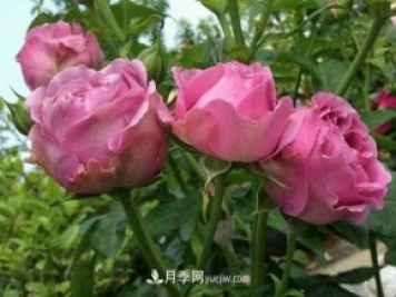 紫霧泡泡月季推薦，花色更是吸引人