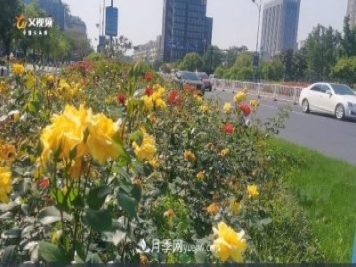 浙江義烏：一路花開(kāi)城市景 百萬(wàn)月季開(kāi)滿(mǎn)城