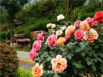月季花霜霉病怎么預防和治療？