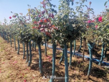 淺談怎么栽種樹(shù)狀月季？