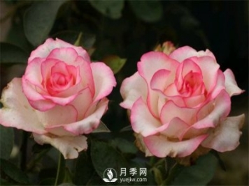 如何掌握大花月季花的習性