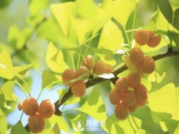 銀杏樹(shù)種植開(kāi)發(fā)前景分析及栽培技術(shù)要點(diǎn)