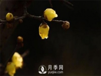 岳陽(yáng)：臘梅獨自開(kāi) 只為報春來(lái)
