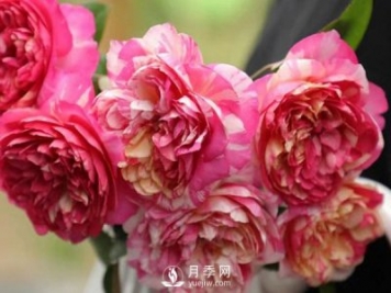 如何辨認玫瑰花是否染色？月季網(wǎng)告訴你如何選擇？