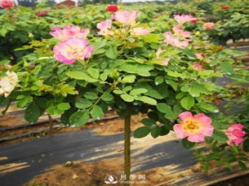棒棒糖月季樹(shù)都有哪些品種？南陽(yáng)棒棒糖月季樹(shù)的價(jià)格？