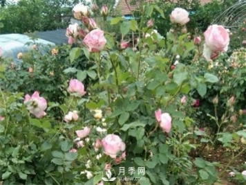 花友都喜歡的月季品種，龍沙寶石，適合做月季花門(mén)