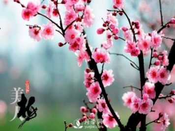 美人梅日常養護要點(diǎn)，大盆厚土催花艷