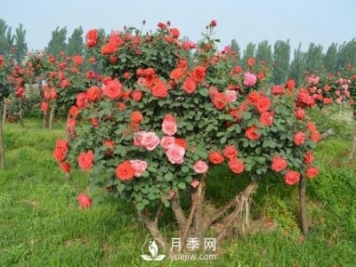 古樁月季樹(shù)緣何身價(jià)不斷翻倍？！