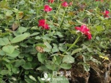 月季苗栽培、養護、銷(xiāo)售日歷