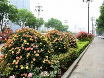 造型月季風(fēng)靡綠化行業(yè)，展現驚艷美化效果！