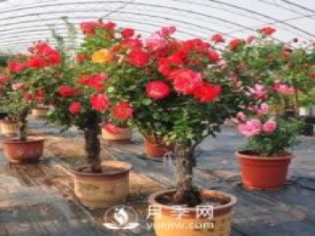 盆栽樹(shù)狀月季花養殖方法如下