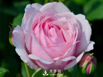 月季施肥有哪些注意事項？月季網(wǎng)告訴你
