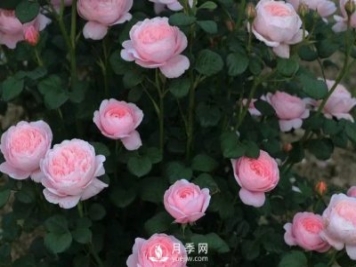 什么月季品種最有仙氣？當屬瑞典女王月季