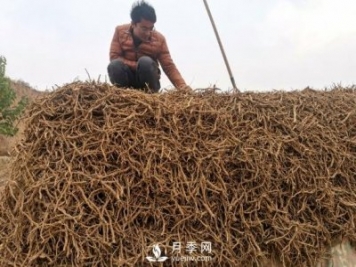收購加工中藥材一年純利潤100多萬(wàn)元，比種藥材要強多了