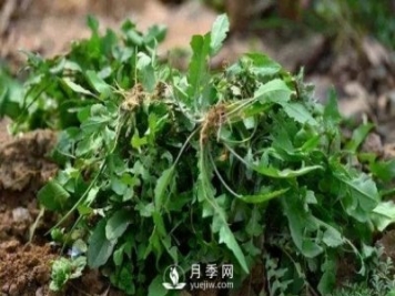 薺薺菜一年采收2季，生長(cháng)期2個(gè)月，包餃子受熱捧