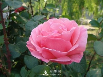 月季人稱(chēng)花中皇后，盆栽月季開(kāi)花的關(guān)鍵是什么？