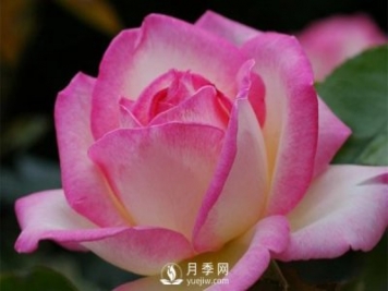 用什么方法能延長(cháng)大花月季的開(kāi)花期