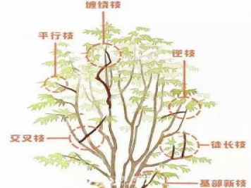 楓樹(shù)春季如何修剪