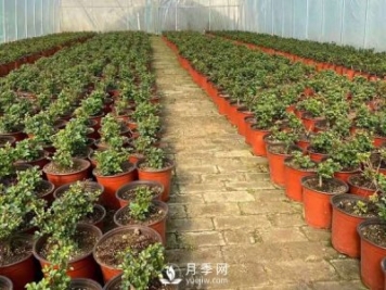 冬天必入的南陽(yáng)月季裸根苗就此結束，明年盆花月季見(jiàn)