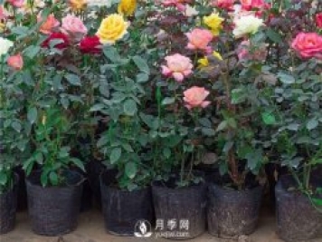 豐花月季，生長(cháng)管理養護應該注意什么？